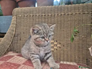British Shorthair cats 💙ABSOLUTELY STUNNING BRITISH SHORTHAIR BOYS💙 - Advert 2