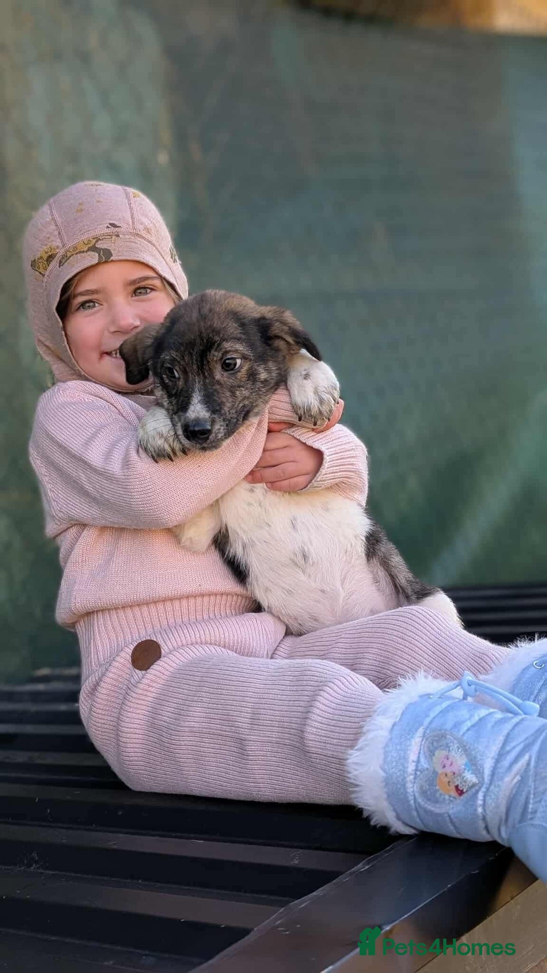 Mixed Breed dogs for adoption: Crumbs for adoption - Advert 4