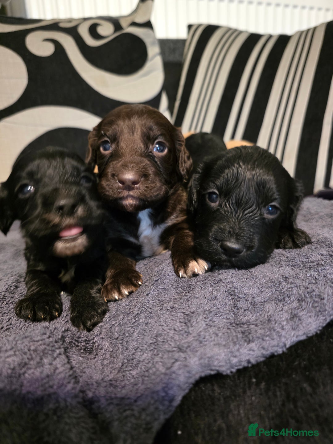 Cockapoo dogs for sale: F1B Cockapoo puppies - Advert 8