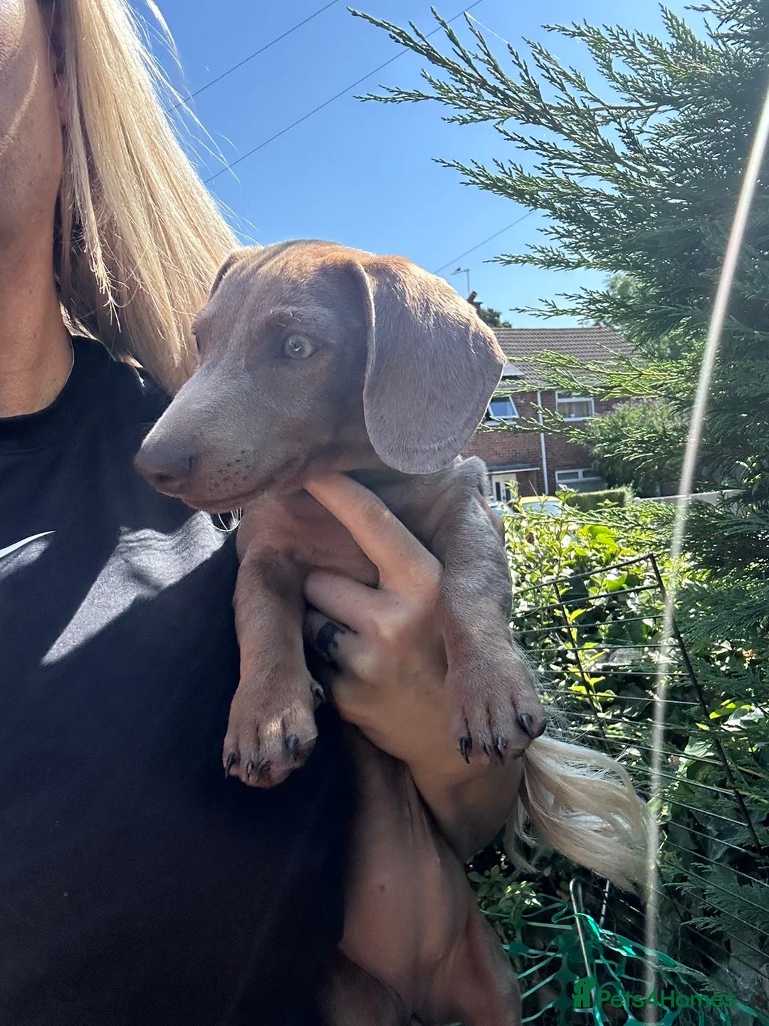 Miniature Dachshund dogs for sale: miniature dachshund❤️ - Advert 4