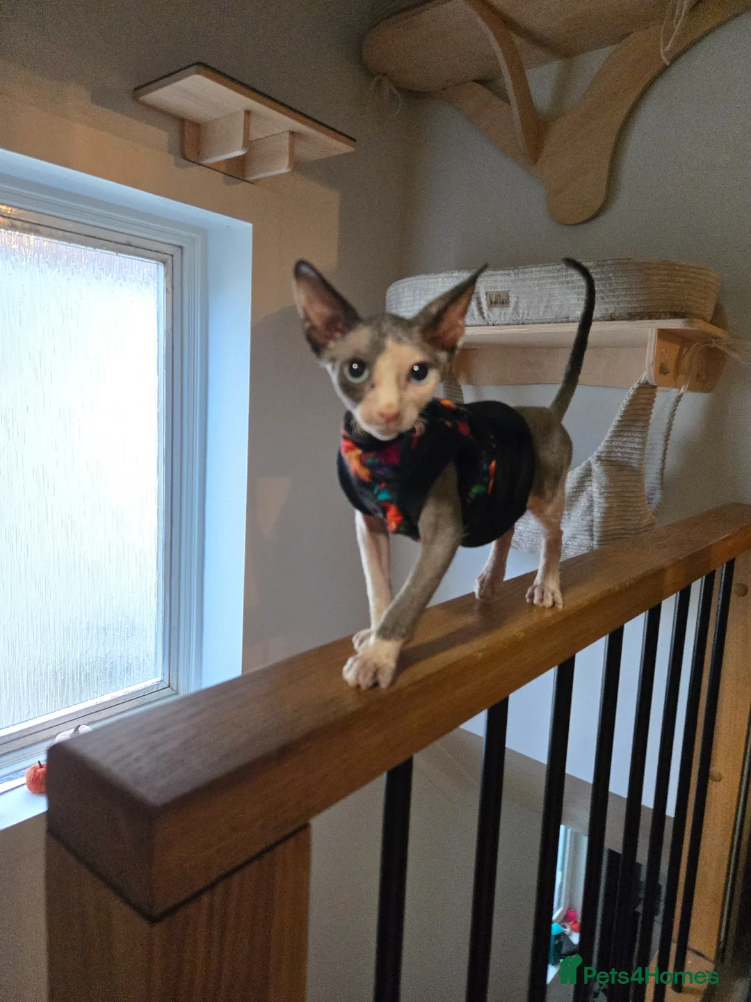 Sphynx cats for sale: Amazing blue eye sphynx program DBE TICA &GCCF  in London - Advert 2