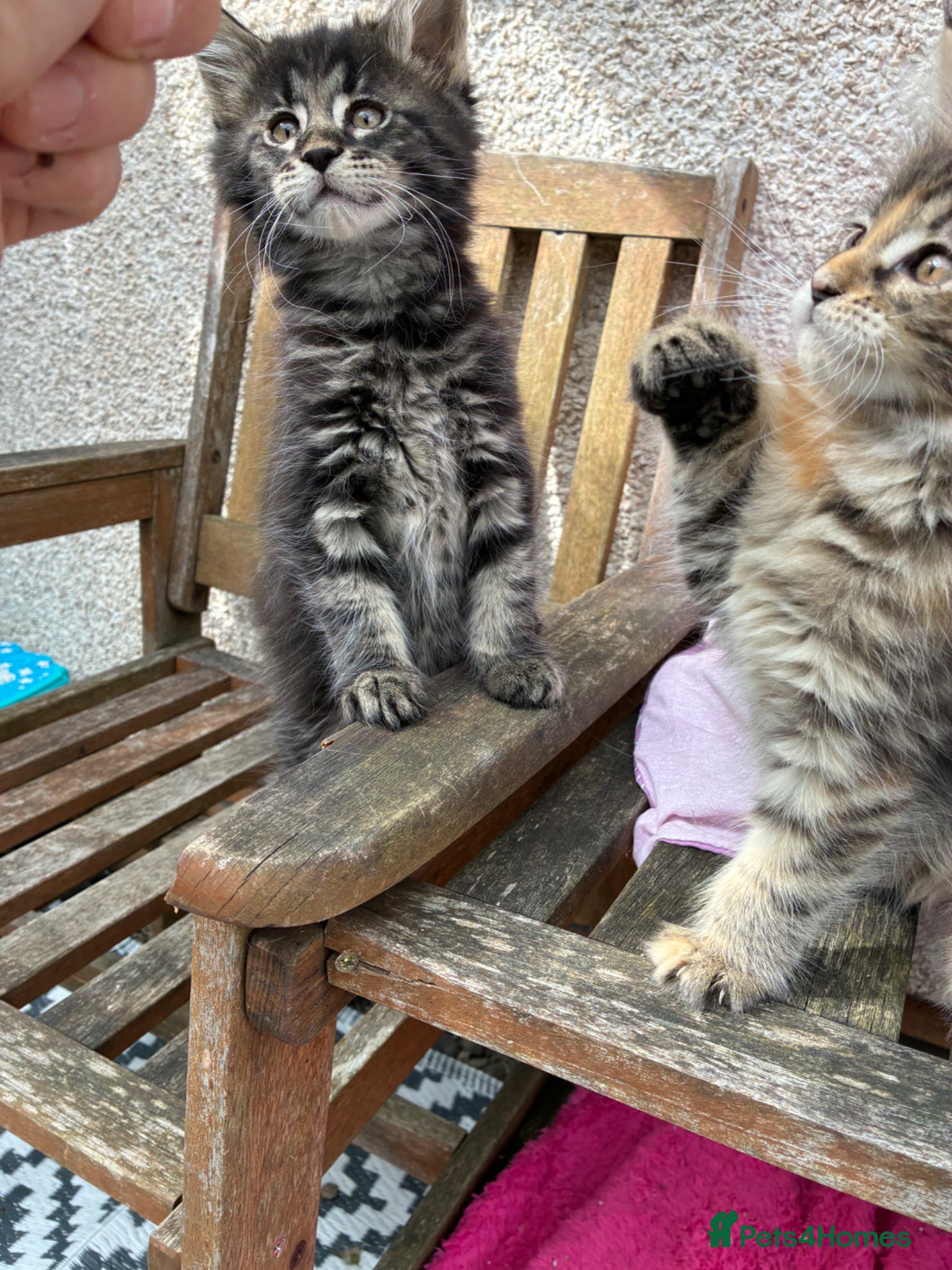 Maine Coon cats Maine coon kittens  - Advert 2