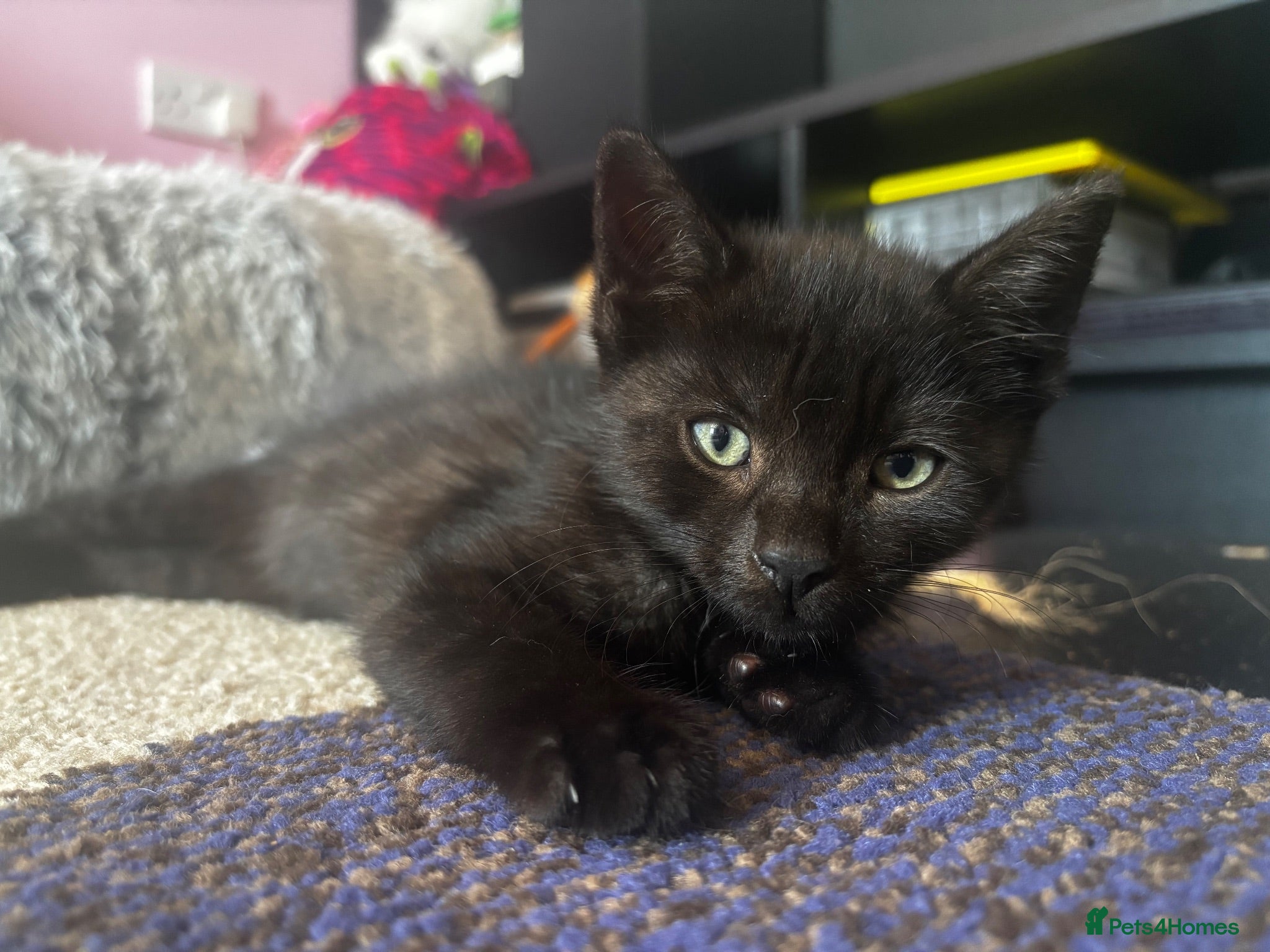Mixed Breed cats Stunning black boy - Advert 3