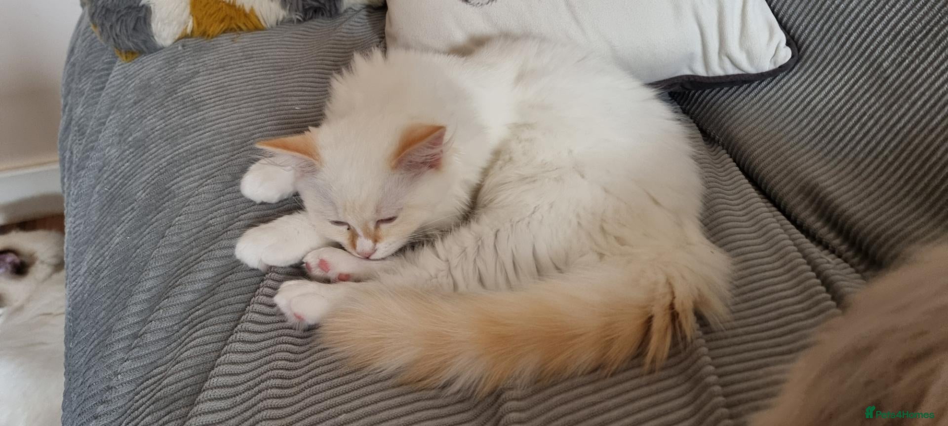 Ragdoll cats A very rare litter of kittens. Fife pedgree. - Advert 2