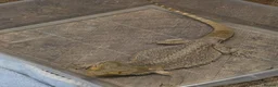 Bearded Dragon reptiles for sale: Bearded dragon  in Birmingham - Advert 9
