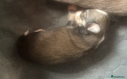 Chihuahua dogs for sale: Long haired KC chihuahuas  - Image 9