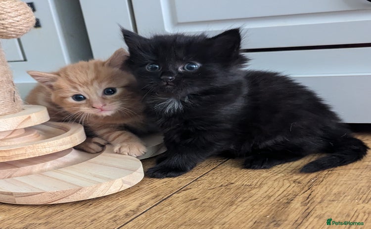 Mixed Breed cats - Advert 12