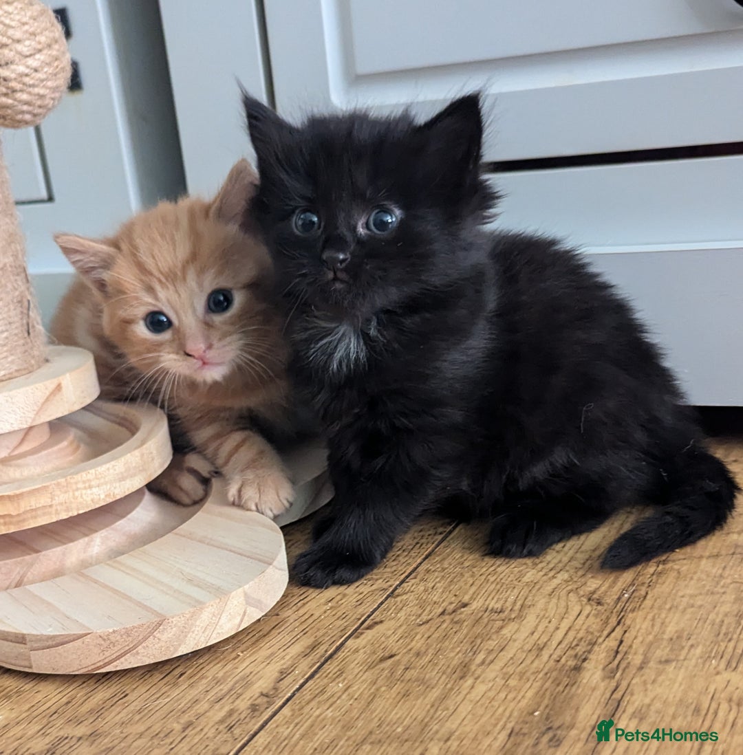 Mixed Breed cats for sale: wonderful Kittens  - Image 1