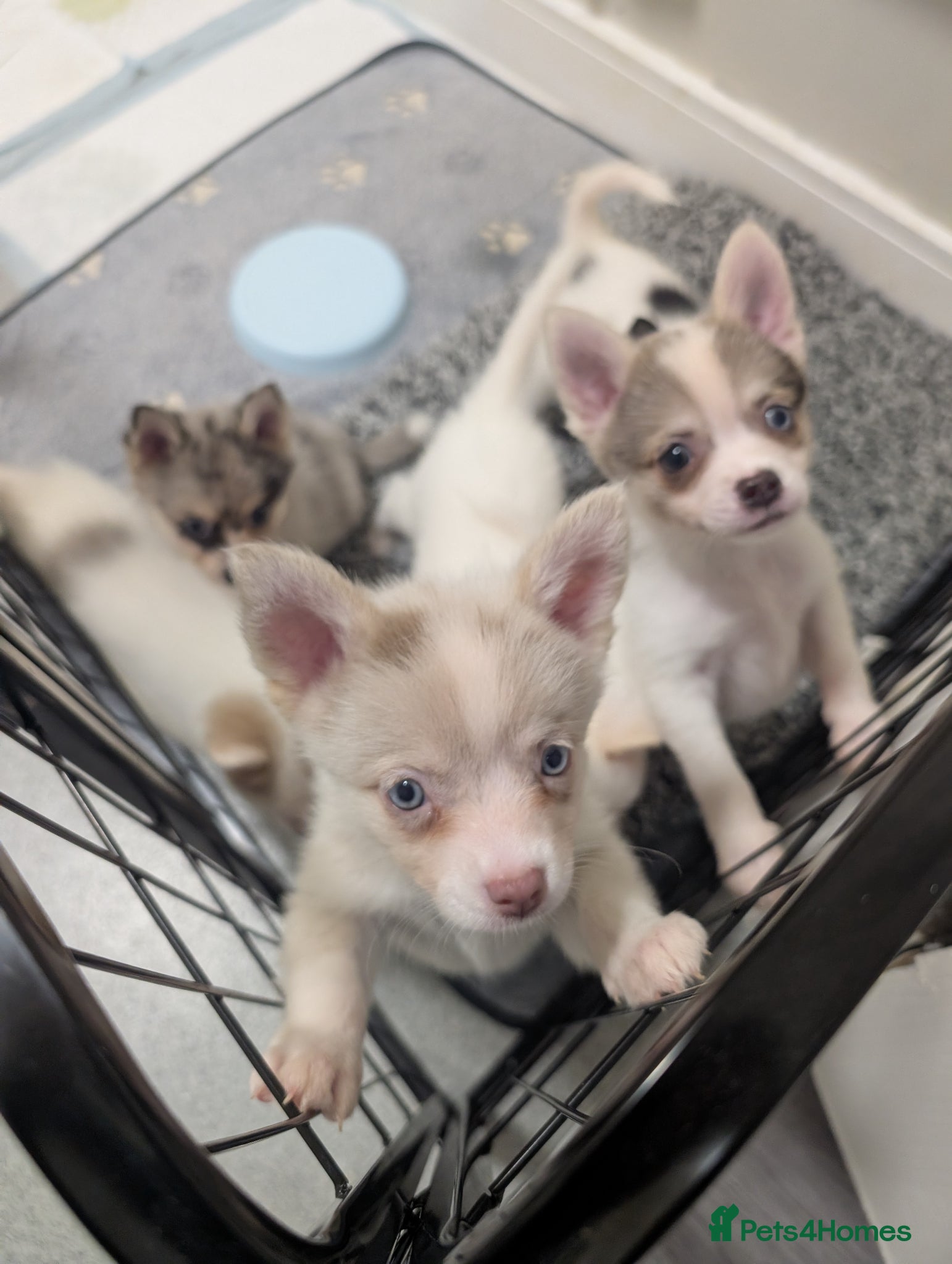 Pomsky dogs Ready to go next week! Beautiful Pomsky F3 Micro. - Advert 3