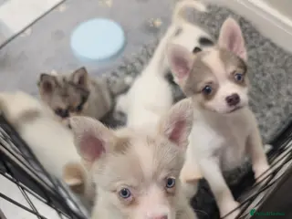 Pomsky dogs Ready to go next week! Beautiful Pomsky F3 Micro. - Advert 3