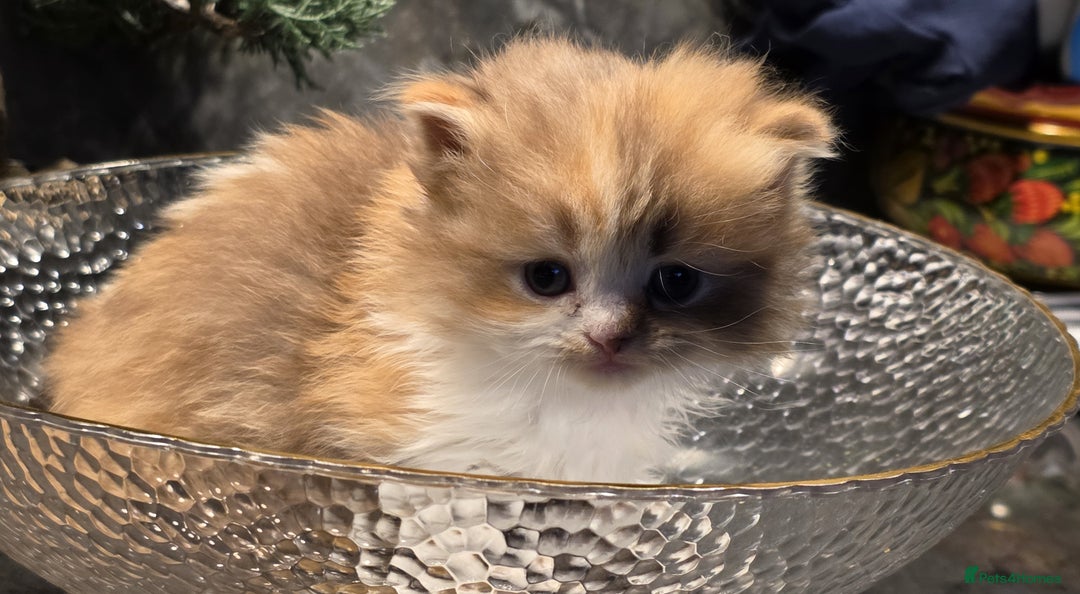 Scottish Fold cats for sale: KITTEN IS RE-ADERTISED DUE TO CANCELLATION - Advert 10
