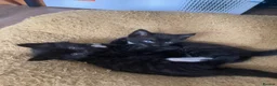 Mixed Breed cats for sale: Beautiful bundles of joy in Canonbie - Advert 4