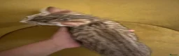 Bengal cats for sale: Bengal kittens  - Advert 18