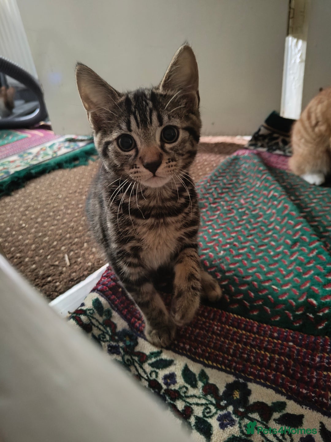 American Shorthair cats for sale: American Short hair kittens - Image 2