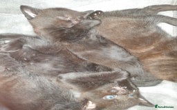 British Shorthair cats for sale: 5 Adorable Kittens  - Image 3