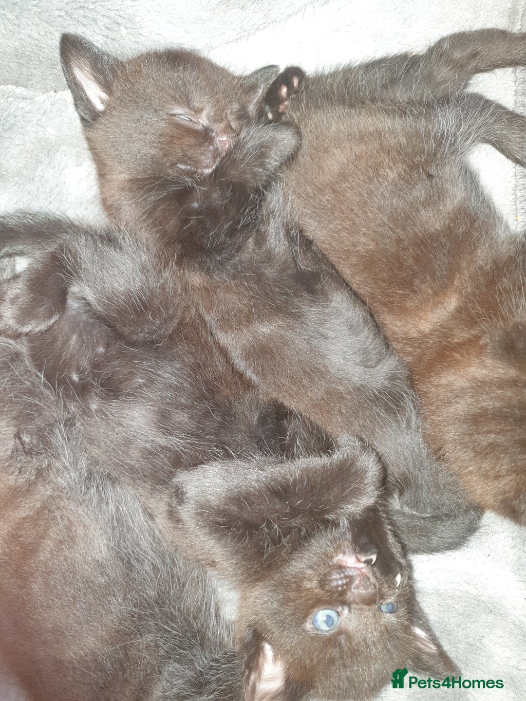 British Shorthair cats for sale: 5 Adorable Kittens  - Image 3