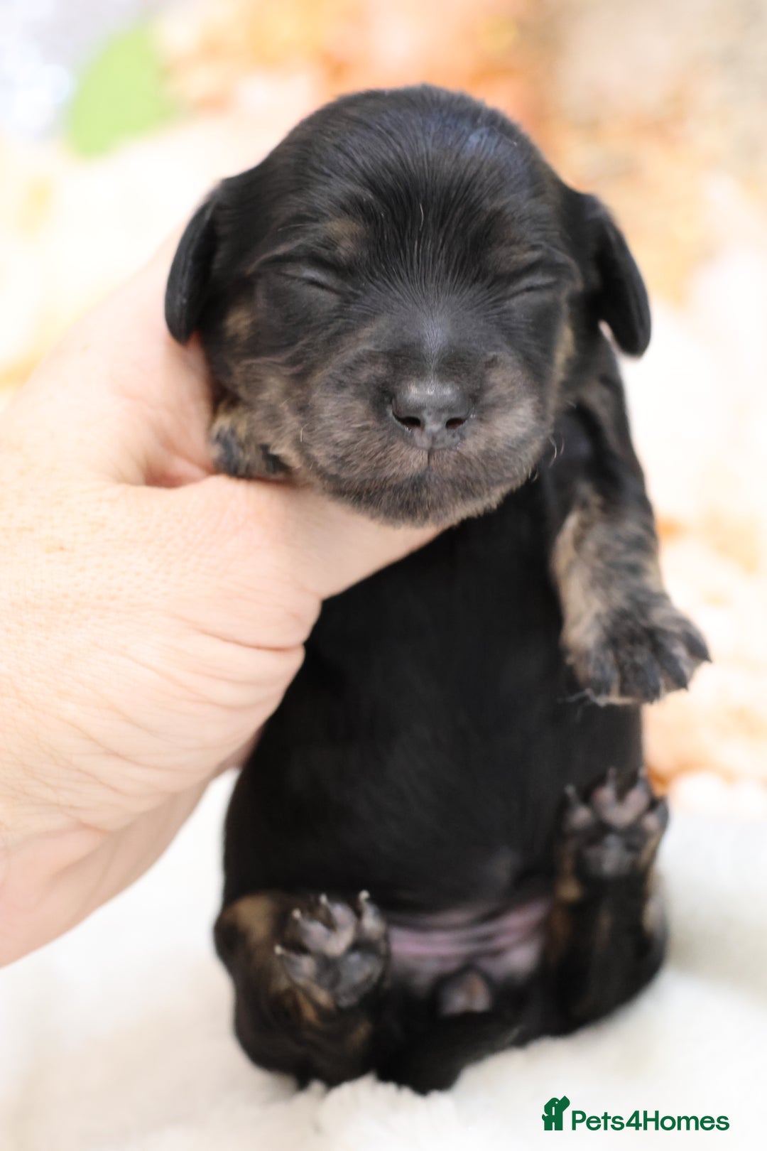 Miniature Dachshund dogs for sale: KC Miniature Dachshund Longhair Puppies - Advert 9