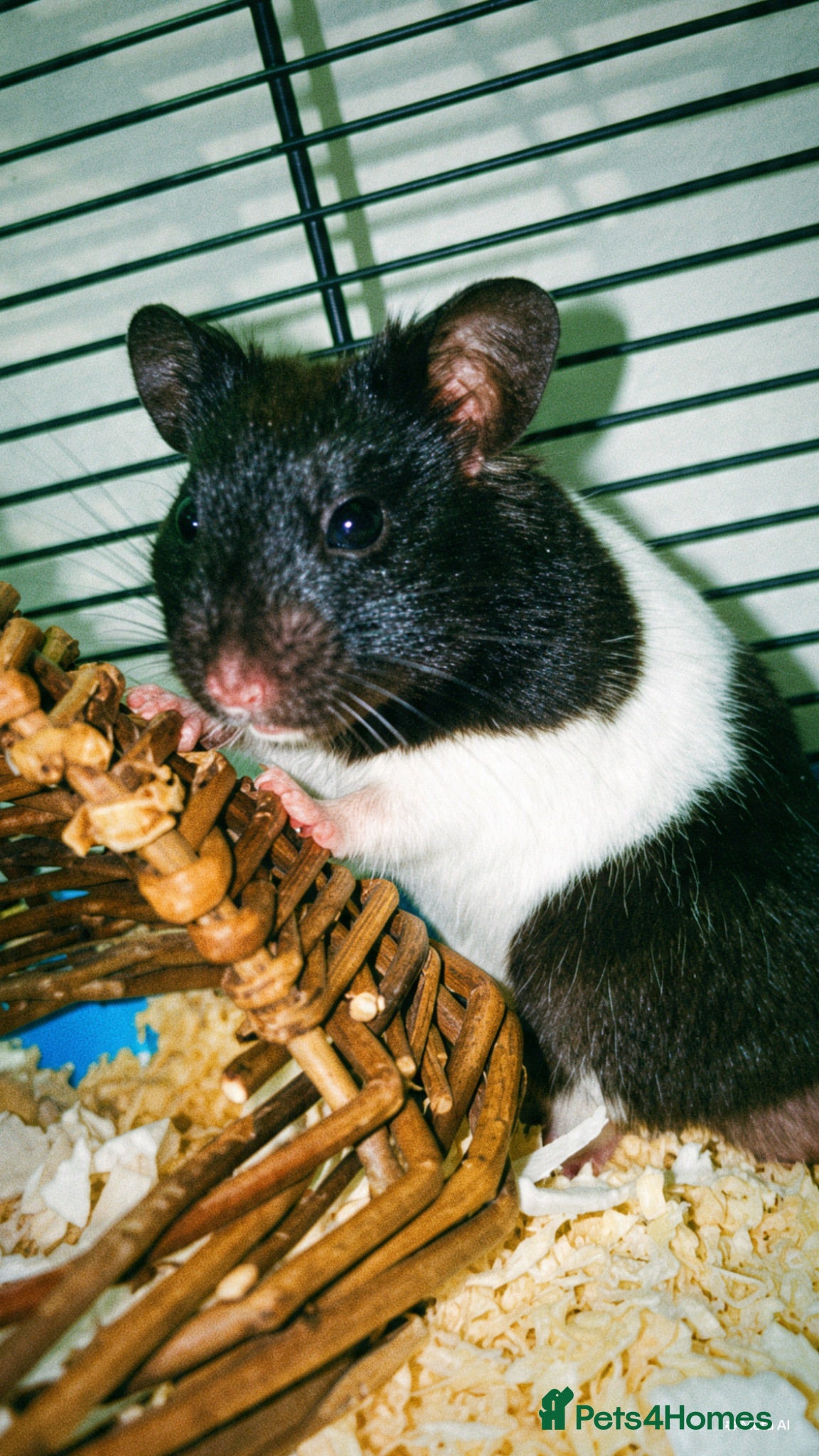 Hamster rodents male hamster  - Advert 1