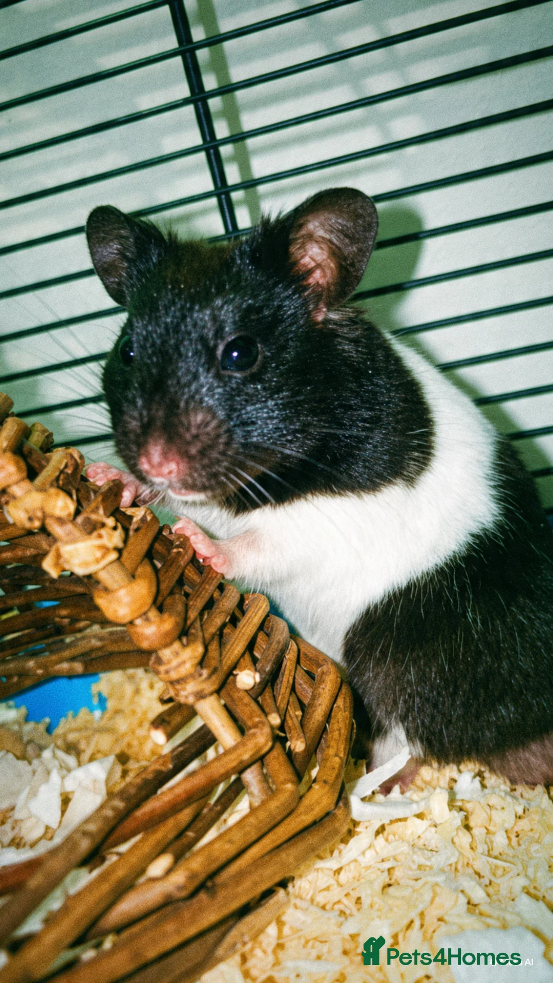Hamster rodents for sale: male hamster  in Shifnal - Advert 1