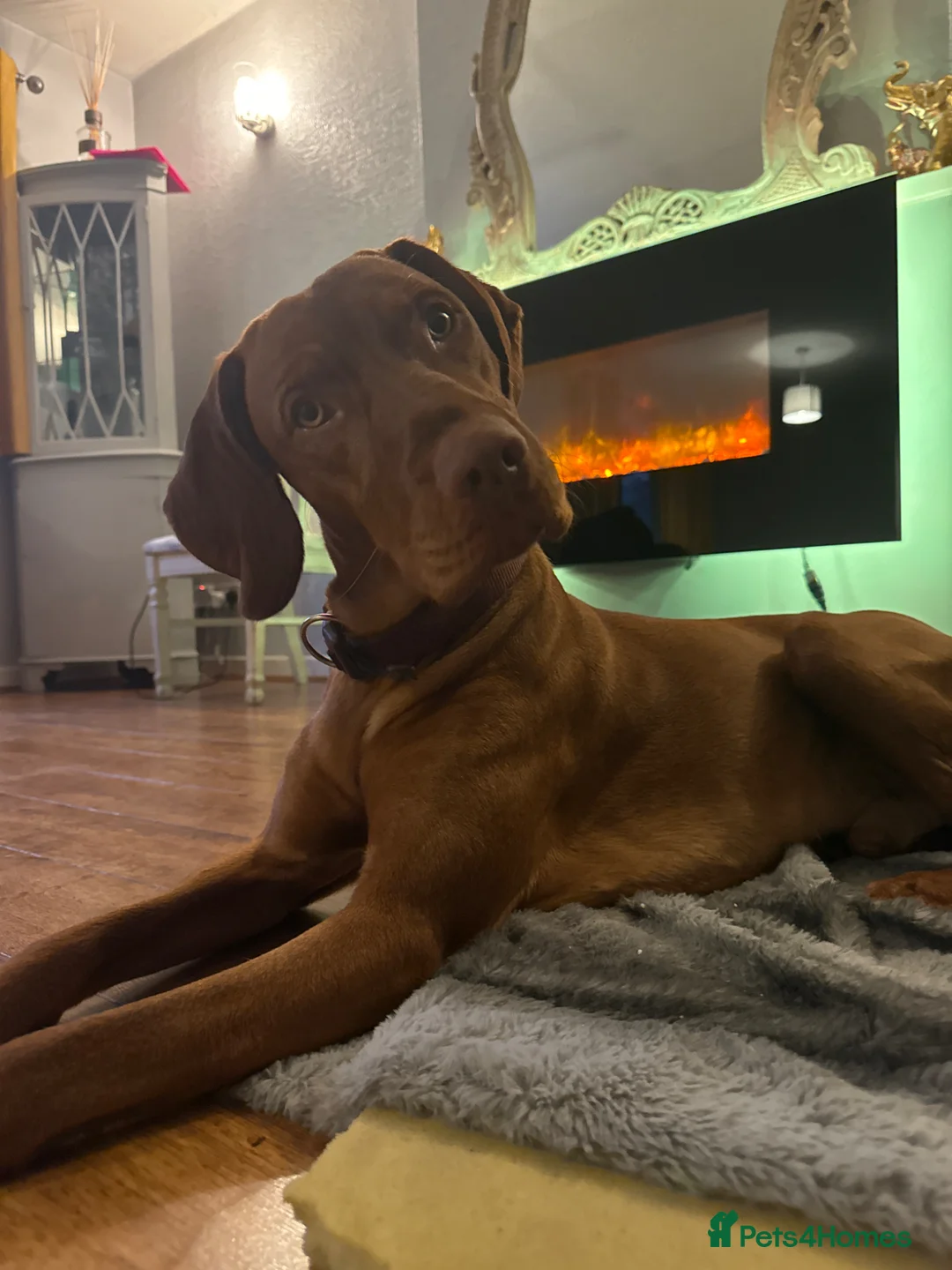 Hungarian Vizsla dogs for stud: Hungarian male vizsla ready for some romance 💕  in Preston - Advert 2