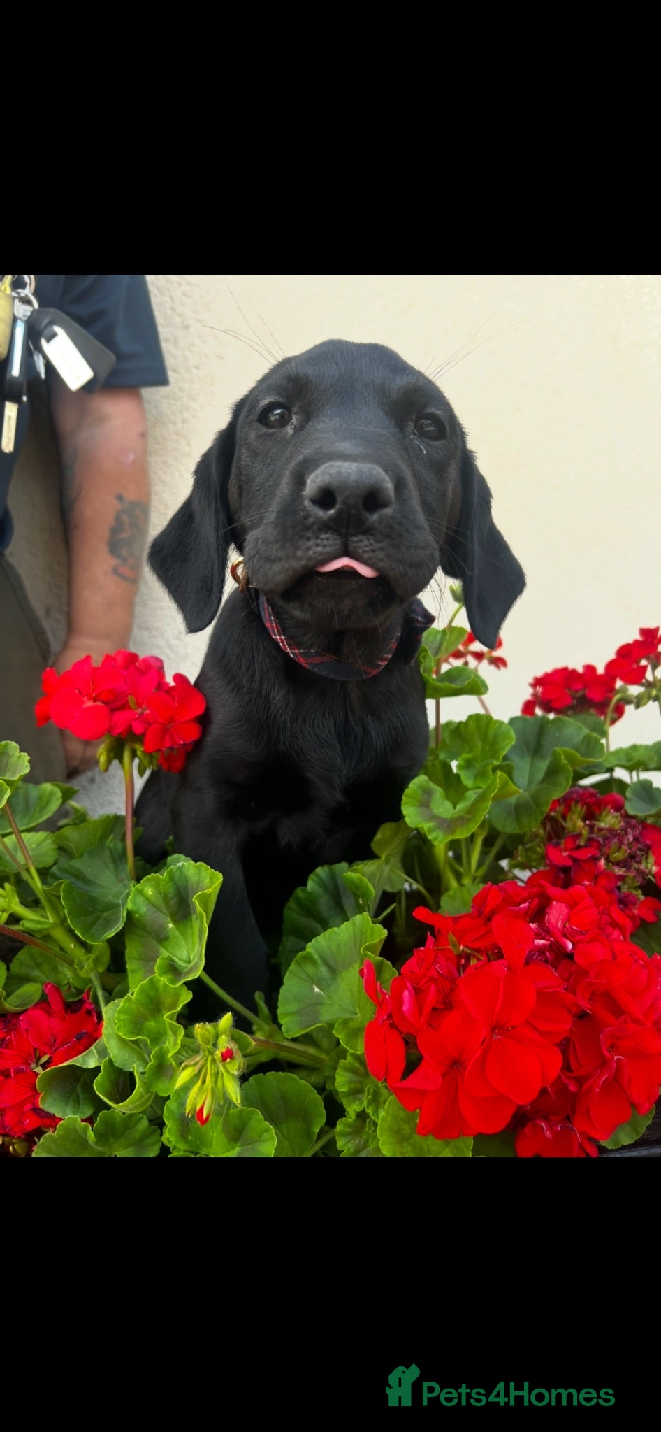Labrador Retriever dogs £900 k/c Beautiful male working lab puppies  - Advert 1