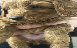Cavapoo dogs for sale: Cavapoo puppies for sale - Image 21