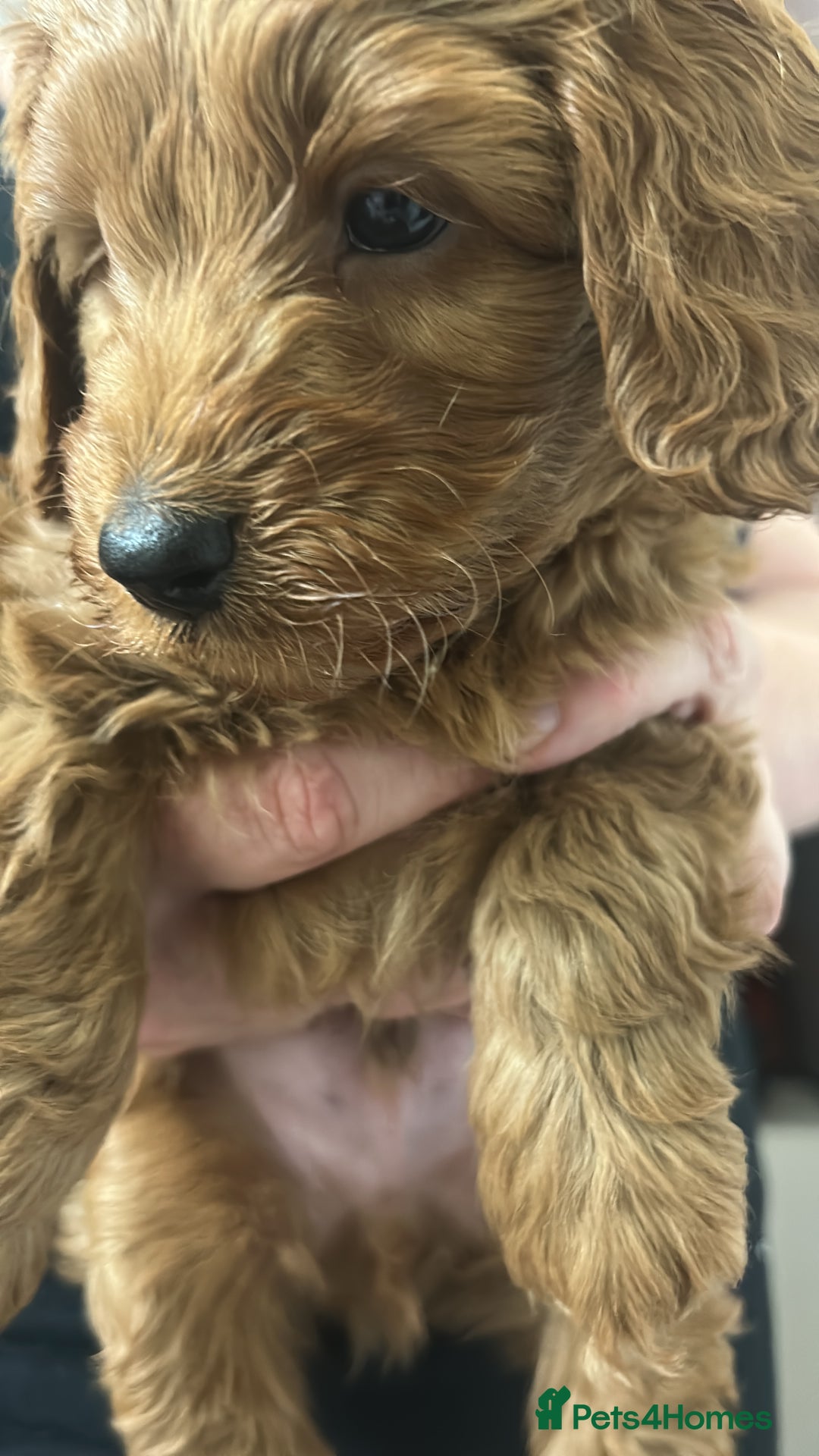 Cavapoo dogs for sale: Cavapoo puppies for sale - Image 21