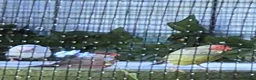 Finches birds for sale: Male star finch - Advert 5