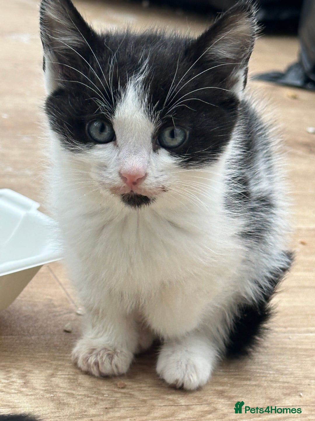 Mixed Breed cats for sale: Beautiful kittens  - Advert 4