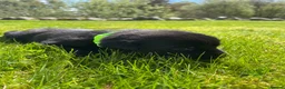 Labrador Retriever dogs for sale: 🐾KC Lab pups  - Advert 20