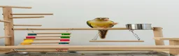 Conures birds for sale: Conure with Cage, Hand Tame, Green Cheek Conure in Ilford - Advert 3
