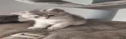 British Shorthair cats for sale: British golden chinchilla male  - Advert 6
