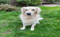 Golden Retriever dogs for sale: 2 year old Golden Retriever Zaki - Image 3