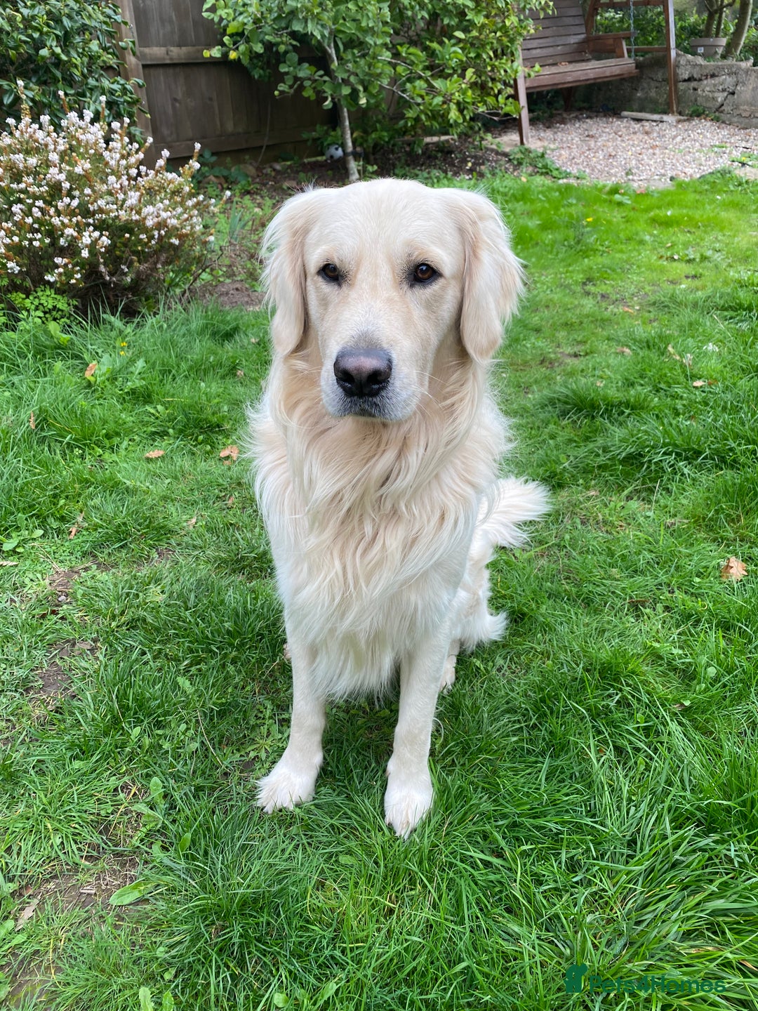 Golden Retriever dogs for sale: 2 year old Golden Retriever Zaki - Image 3