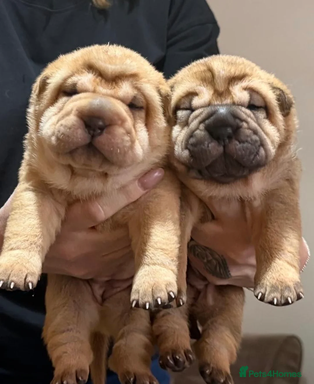 Shar Pei dogs for sale: 4 beautiful KC registered puppies - Advert 3