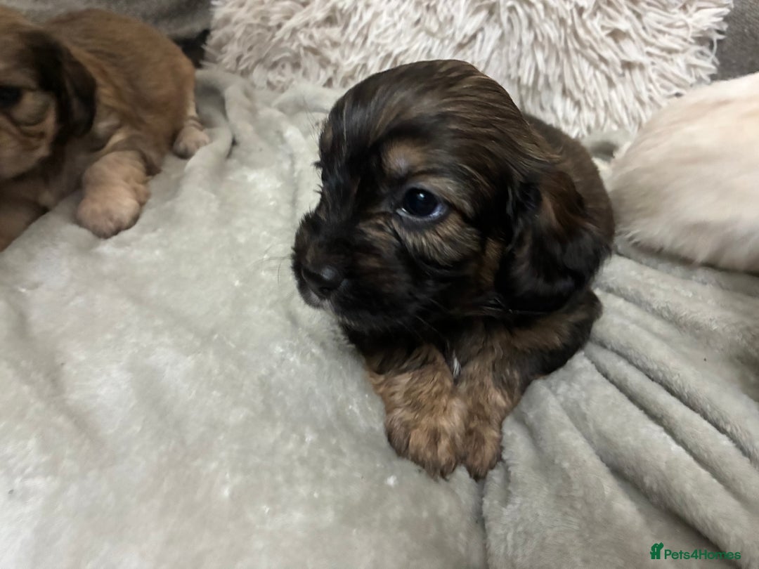 Mixed Breed dogs for sale: Adorable Cockerchons Fluffy, Low-Shed Wonders! - Image 26