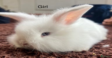 Angora rabbits in Winsford - Advert 6