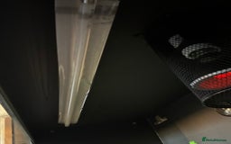 Python Snake reptiles for sale: ivory blue eyes lucy and full set up  - Advert 7