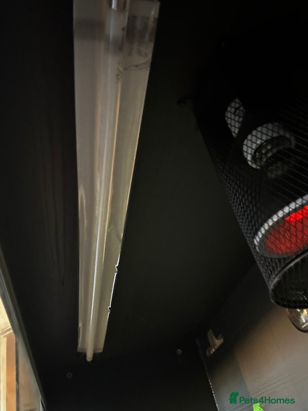 Python Snake reptiles for sale: ivory blue eyes lucy and full set up  - Advert 7