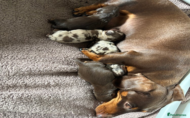 Miniature Dachshund dogs - Advert 1