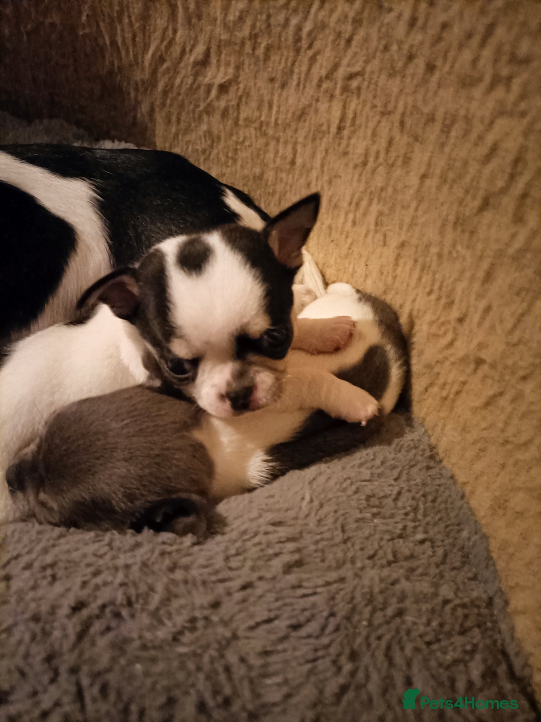 Chihuahua dogs for sale: KC Chihuahua puppies  - Image 13