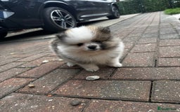 Pomeranian dogs for sale: 1 BOY 1 GIRL POMERANIAN PUPPIES AVAILABLE  - Image 7