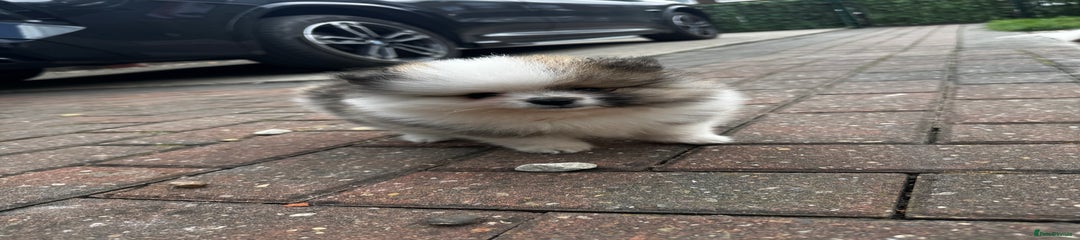Pomeranian Puppy 2