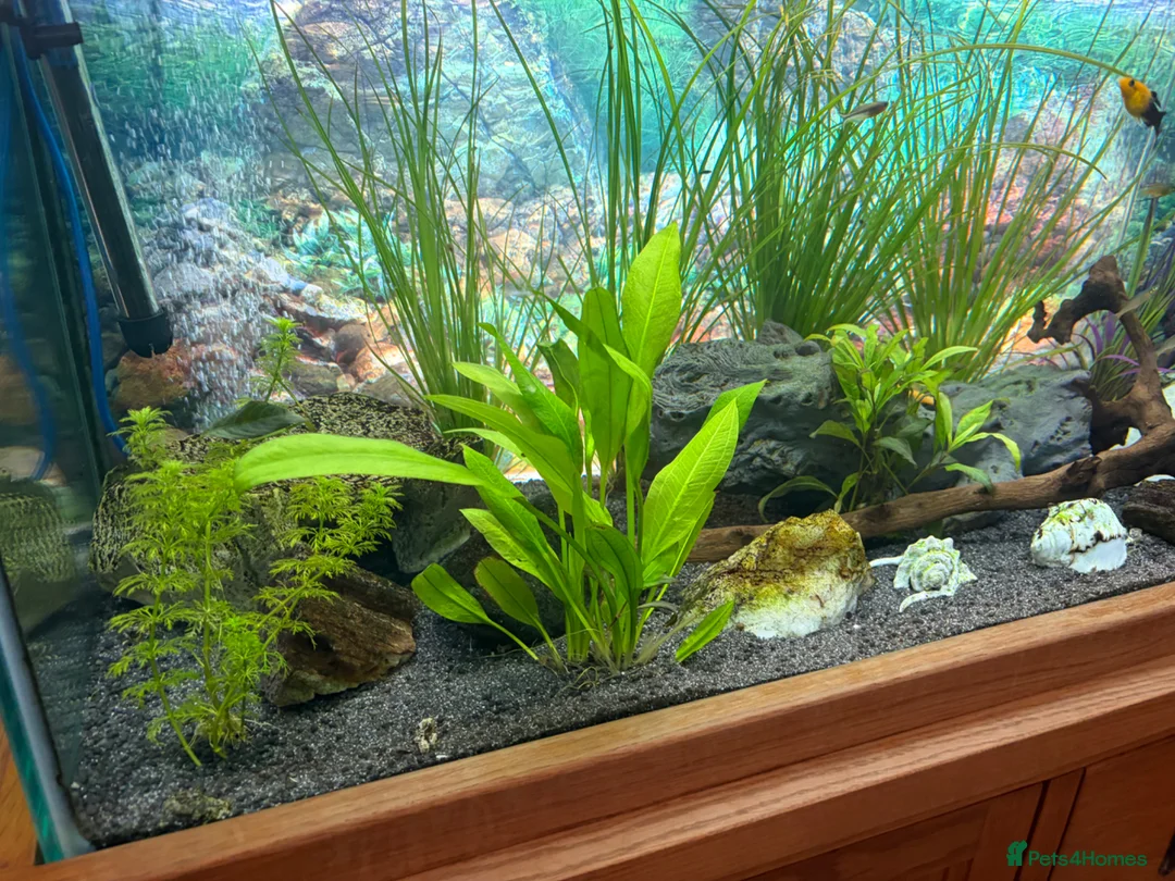 Other/Mixed Breed fish for sale: Lovely fish tank, full set up tropical  - Advert 4