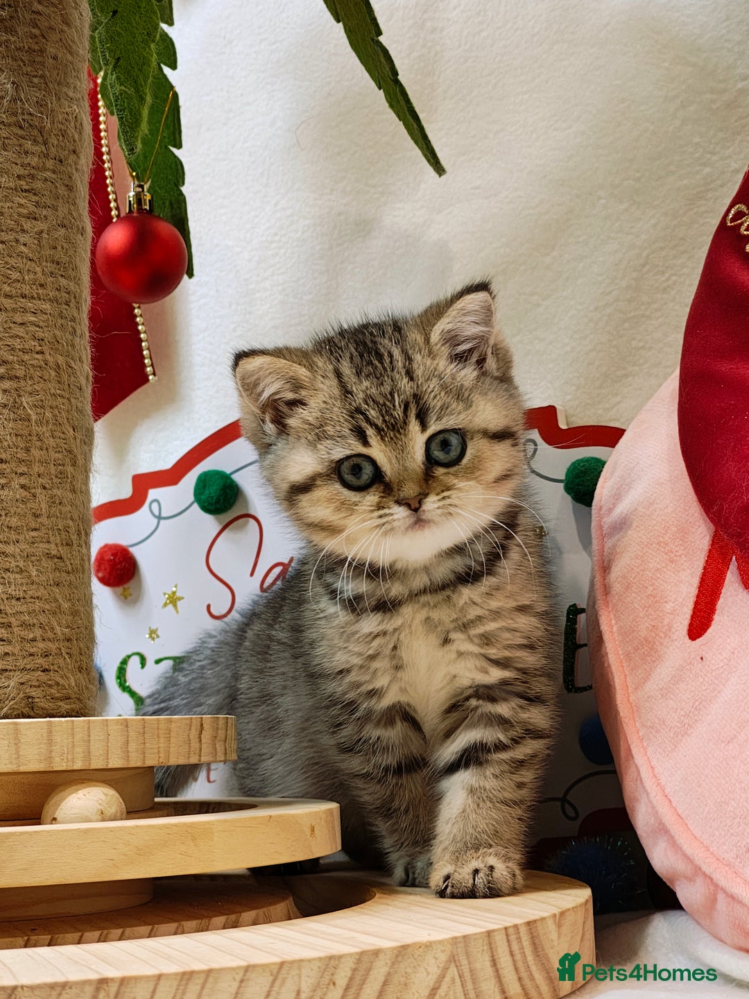 British Shorthair cats for sale: Blue golden girl Tica registered  - Advert 17