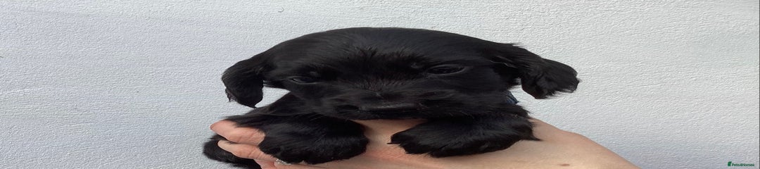 Cocker Spaniel Puppy 4