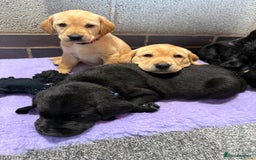 Labrador Retriever dogs for sale: Red fox labradors - Image 4