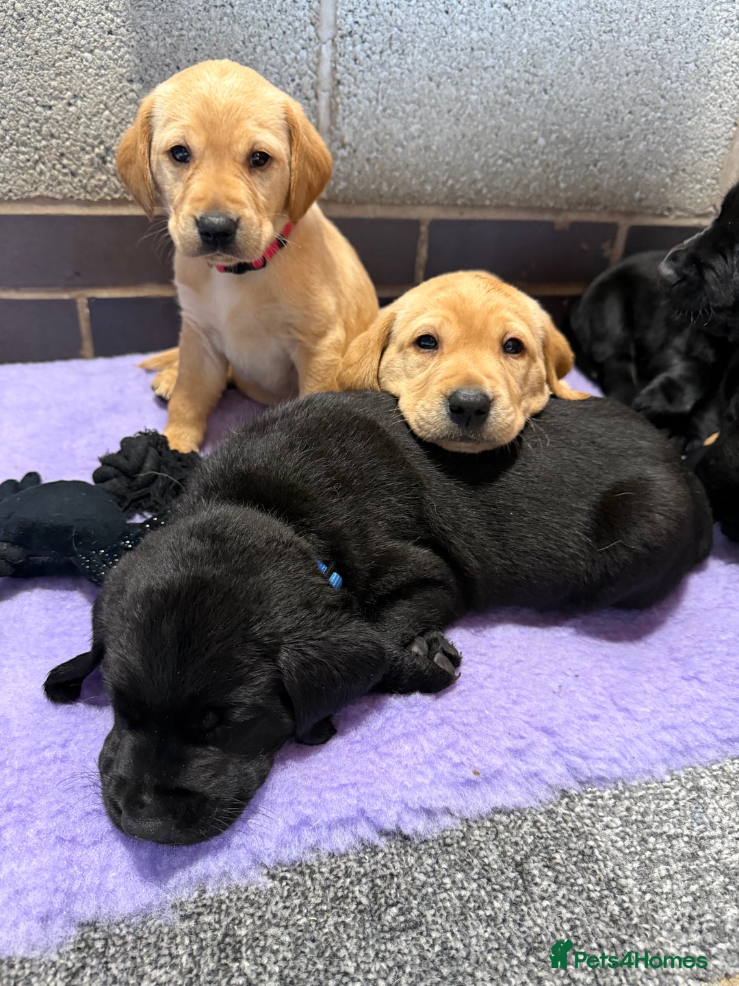 Labrador Retriever dogs for sale: Red fox labradors - Image 4