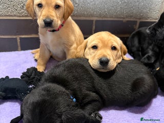 Labrador Retriever dogs - Advert 32