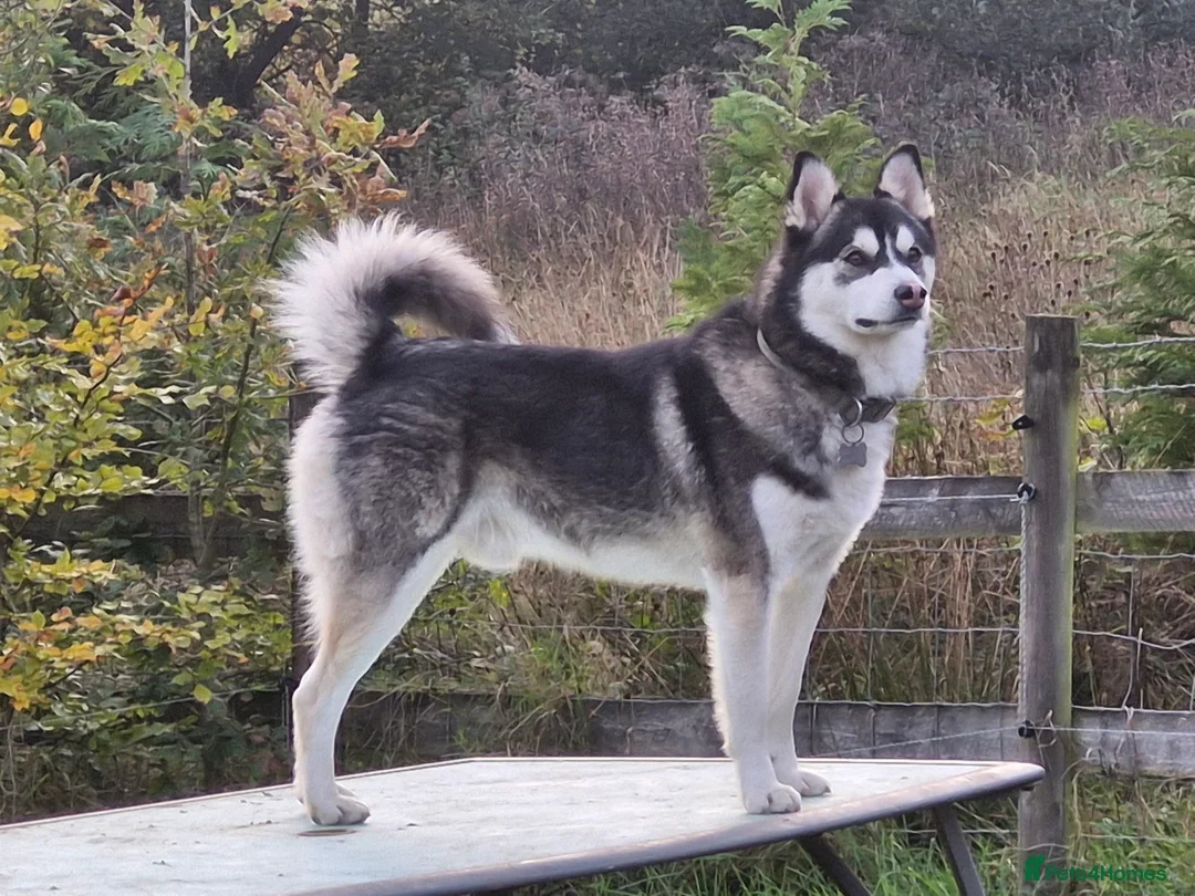 Pomsky dogs for sale: Litter of 6 Pomsky puppies - Advert 13